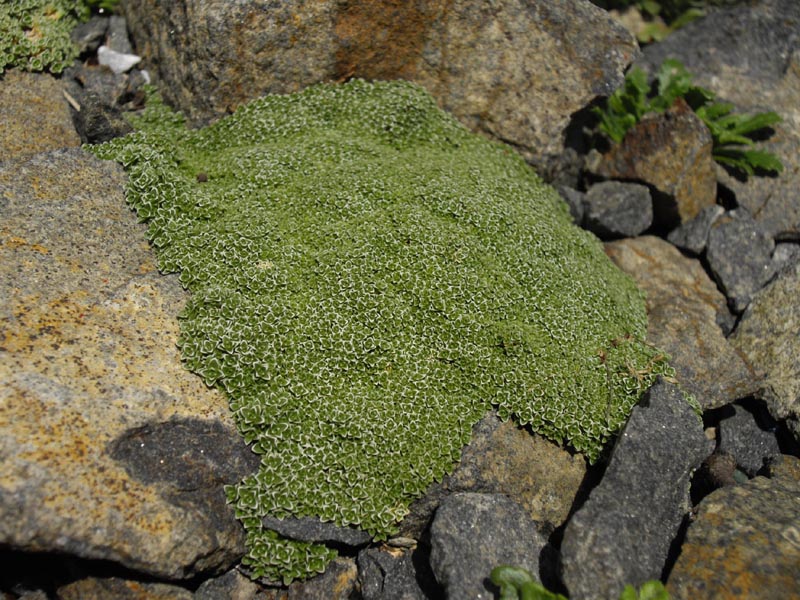 Arenaria alfacarensis